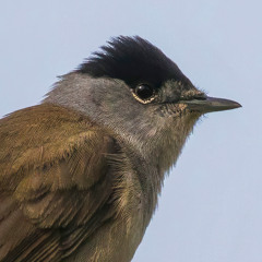 Blackcap