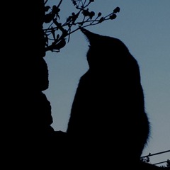 Ripple - 1st Recording