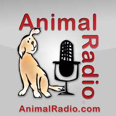 1154. Do You Talk "Baby Talk" To Your Pet? You Need To Hear This.