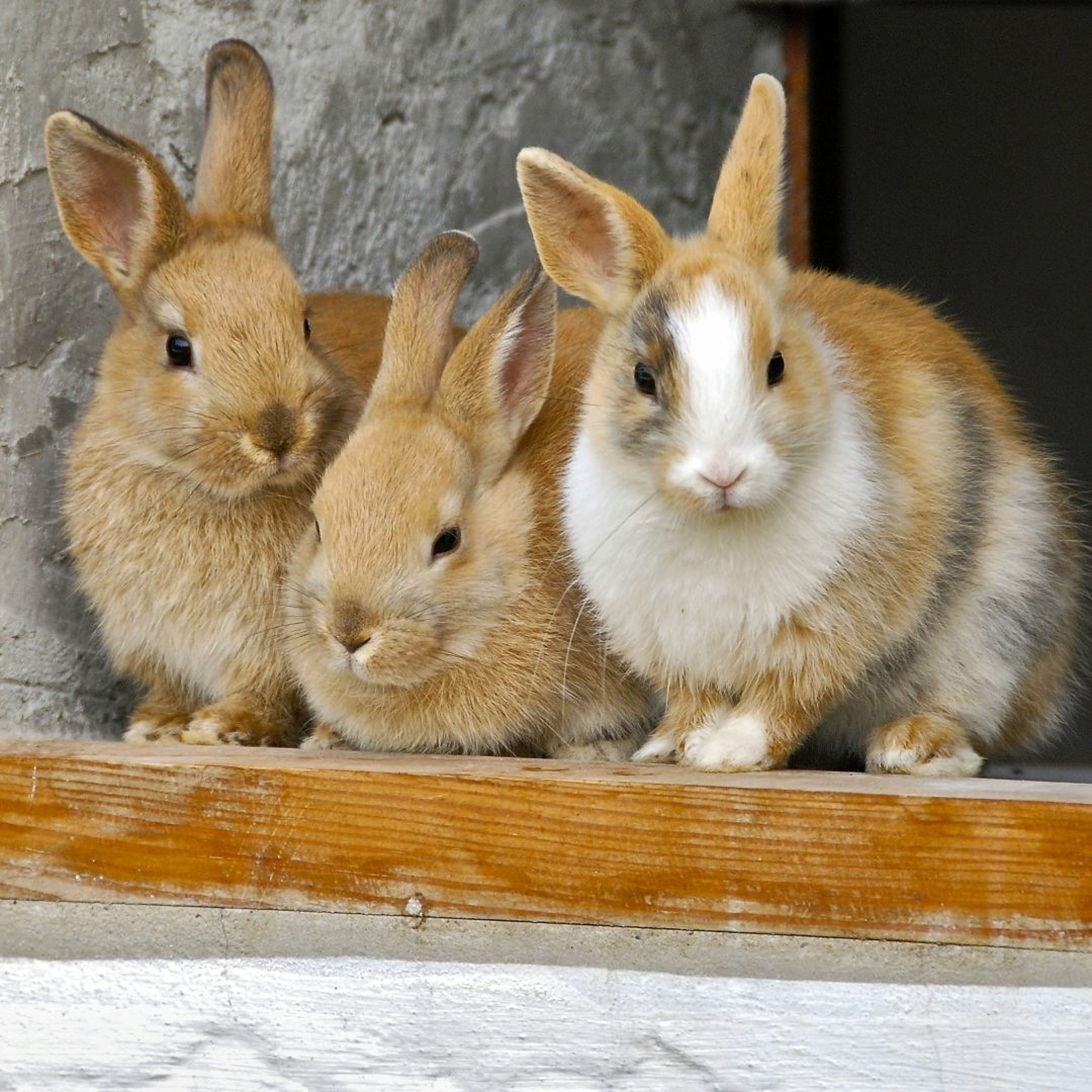 Le temps d\'un lapin