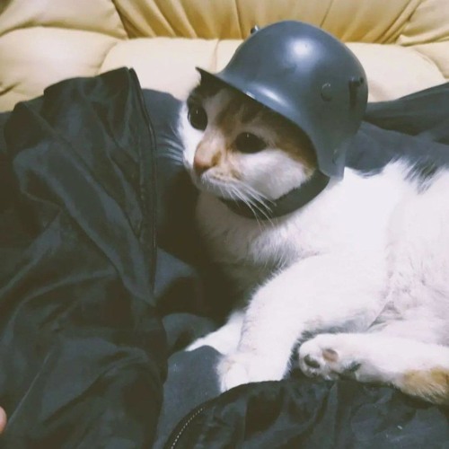 Кот в каске