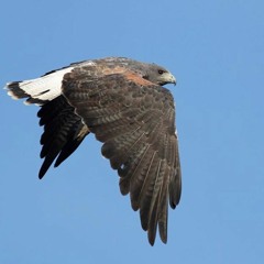 Hawk