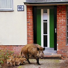 Theres Some Boars In This House