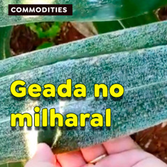 GEADA À VISTA: milho pode ser prejudicado por intensa onda de frio.