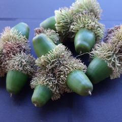 When Peace Come Again