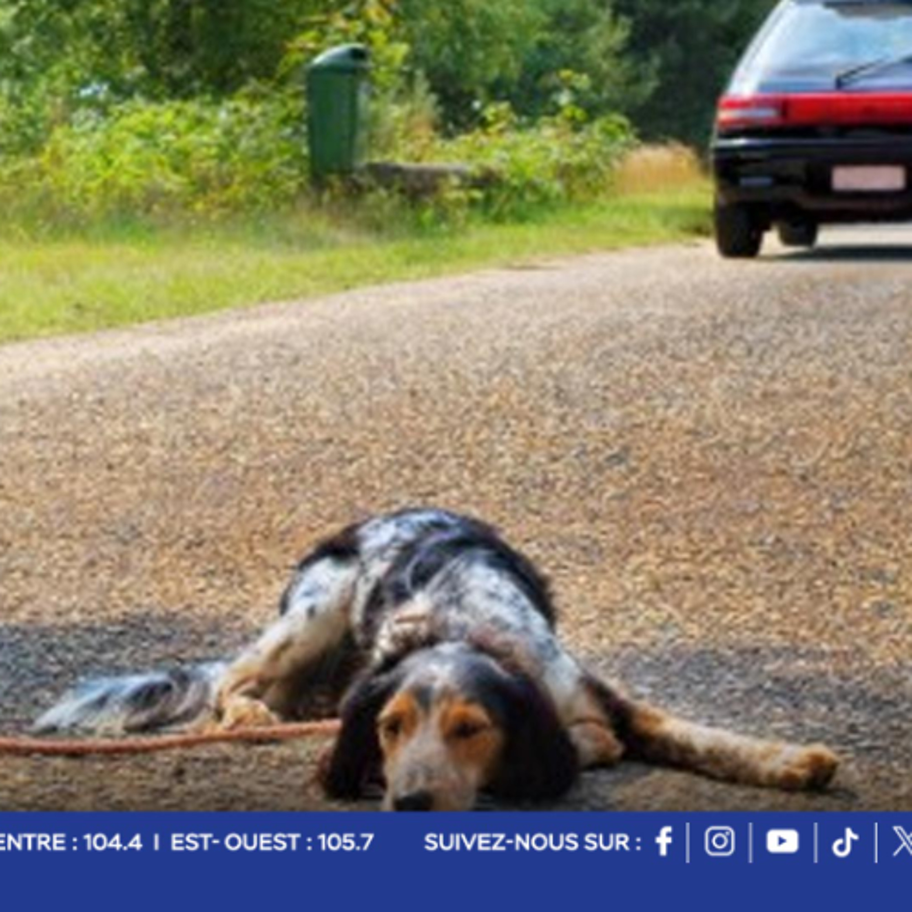 Cette année, la Journée mondiale contre l’abandon des animaux de compagnie est observée en ce samedi 28 juin