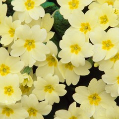 Primrose - James Oswald