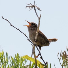 Cuskinny Dawn Chorus  May 2019