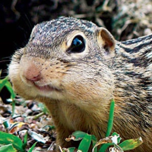 13 Lined Ground Squirrel Blues