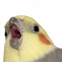 birb (Siggator's egg Style)
