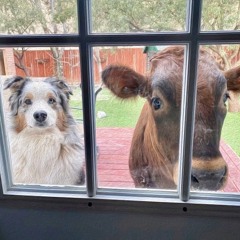 Blesscore 2 (Bompunk)