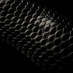 snake skin (p.novachance)
