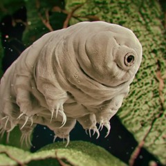Tardigrade
