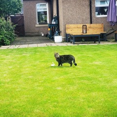 Babe im Gonna Leave you.wav