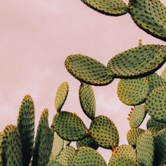 Cactus Plant