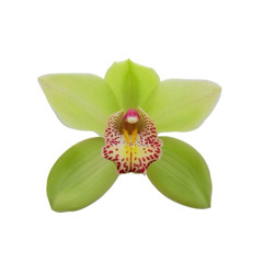 ∞licht mix. ✰ °⁷⍣ˢʰᵃᵏᵉ ʸᵒᵘʳ ₕᵢₚₛᵎᵎᵎᵎᵎ