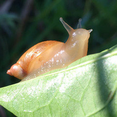 Slug Remedy *bliss