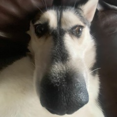 FLORIDA BOY OBTAINS FUTURE SIGHT GLASSES AND IS DISCOMBOBULATED AT THE FACT HE OBTAINS A FLYING CAT