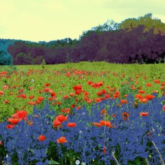 Piano Meadow