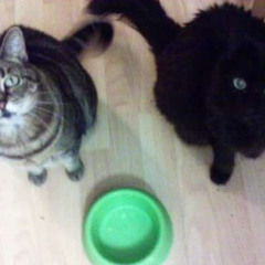 Nobody (w kaze) [aqen]