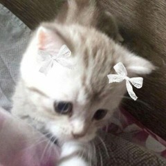ʕ⁠ ⁠ꈍ⁠ᴥ⁠ꈍ⁠ʔ