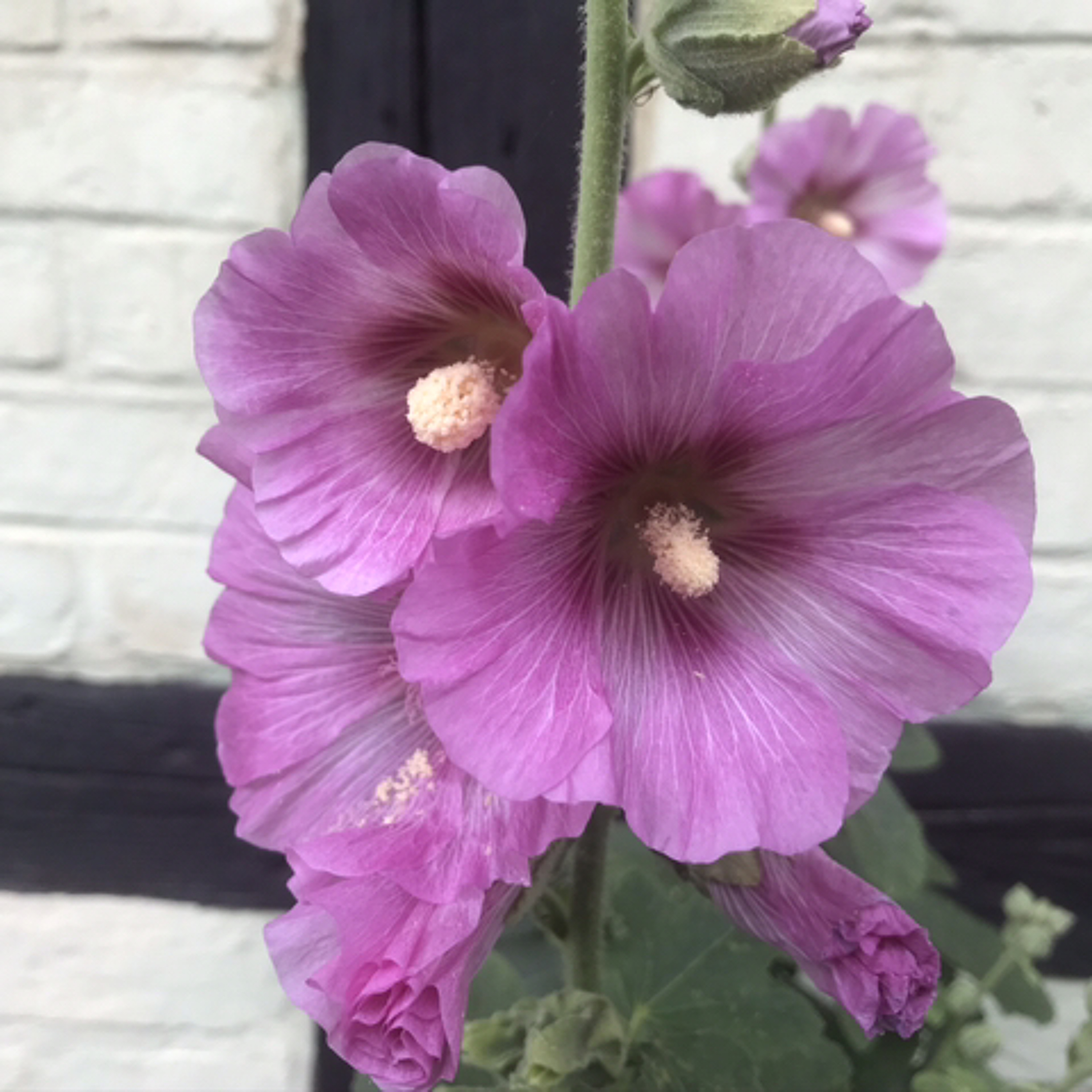 Meditation Saga thumbnail