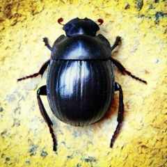 Anyway You Want It [Journey Cover]