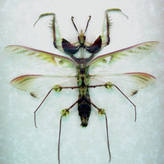 Mantis Diabolica