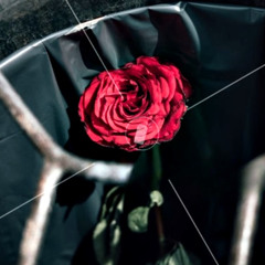 Una rosa a l brossa? com és possible!