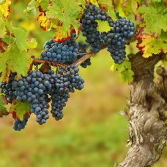 Let us contemplate the grapevine