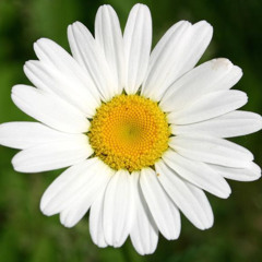 YESHUAH KING YHWH KING HOLY-SPIRIT KING HALLELUJAH AMEN ! Freestyle Margherite [ Prod. Midi Beatz