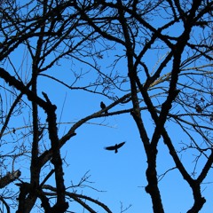 MANIFEST (Meditation For Setting Powerful Intentions)