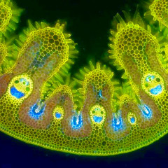 The Smiling Grass Cells