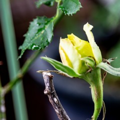 マグノリアの情景/ルルティア（Rurutia）/cover lisn