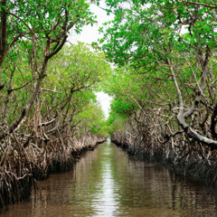 Ep. 122 - Bidets In The Mangrove