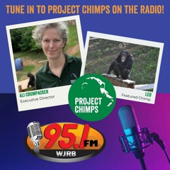 Project Chimps On WJRB Radio - 093023
