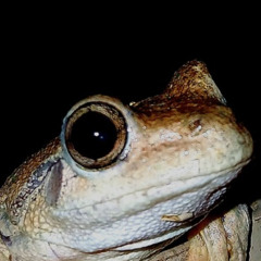 Frog Step