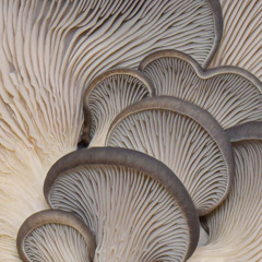 AN4L09U€ W1NT£R DR34M