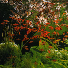 @sb @emii- matcha (me)