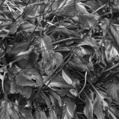 langer Weg.    (EXPERIMENTAL MUSIC)