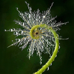 Denver Ecstatic Dance - Sunday December 29,2024