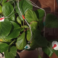 2hortensias (Para Emilio Carrasco en su cumpleaños)