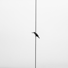 郭公 (Cuckoo)
