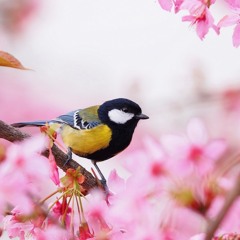 Sinfonia « Spring's Coming » for Electronic