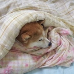 wooosh ₍₍⚞(˶˃ ꒳ ˂˶)⚟⁾⁾