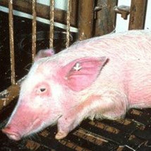 African Swine Fever makes it to Germany