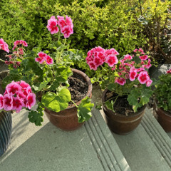 A Well-Watered Garden