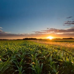 The Sermon for September 21, 2025 - Proper 20C Harvest and Land