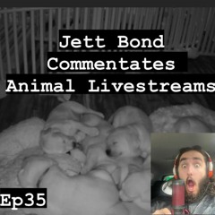 Jett Bond Commentates Animal Livestreams