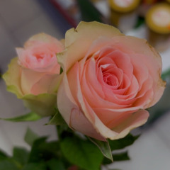 She Gave Me Roses